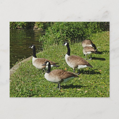 Canada Geese Beside Roath Park Lake Cardiff Postcard