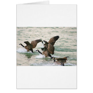 Canada Geese Blank Cards