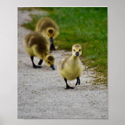 Canada Geese Ducklings Poster