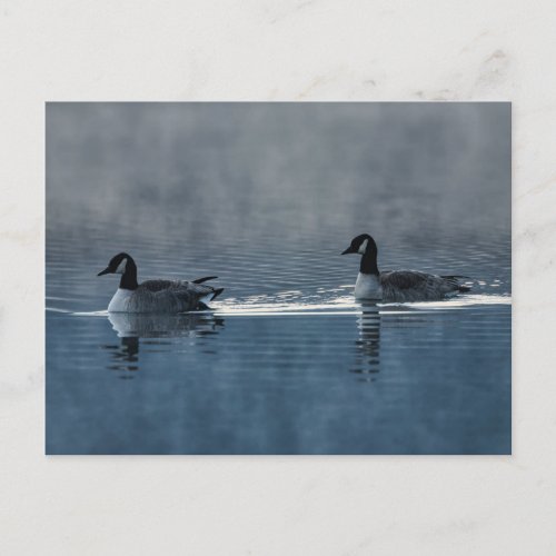 Canada Geese Floating on the Lake Postcard