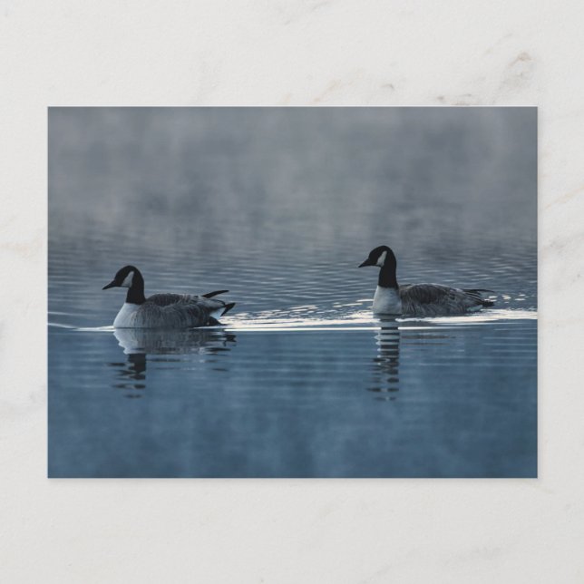 Canada Geese Floating on the Lake Postcard (Front)