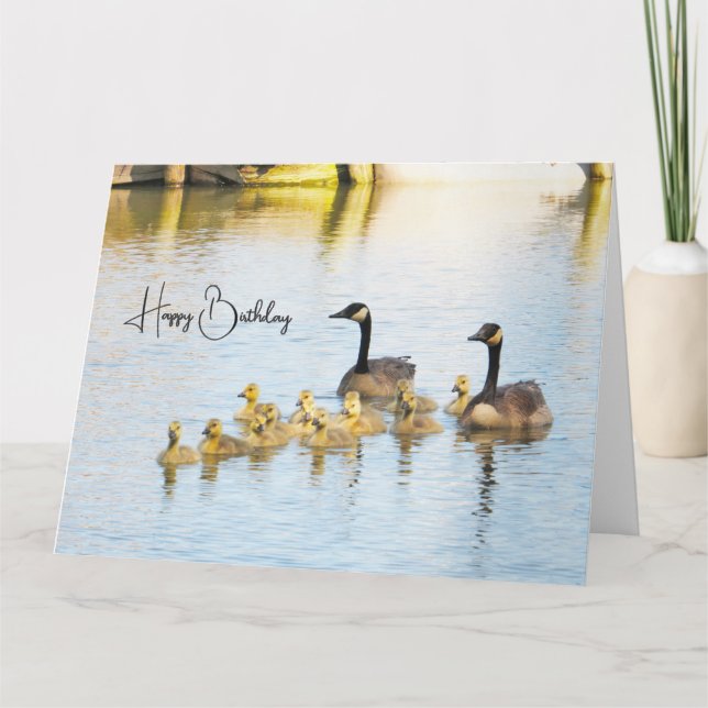 Canada Geese & Goslings - Birthday Card (Front)