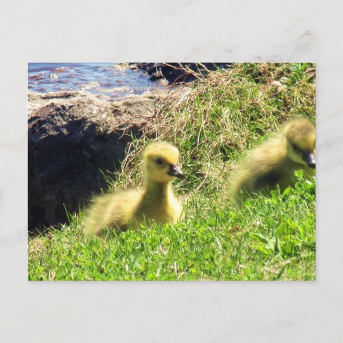 Canada Geese Goslings Exploring Environment Postcard