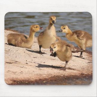 Canada Geese Goslings Mousepad