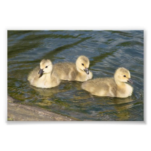 Canada Geese Goslings Photo Print