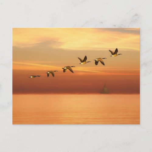 Canada Geese in Flight at Sunset Postcard