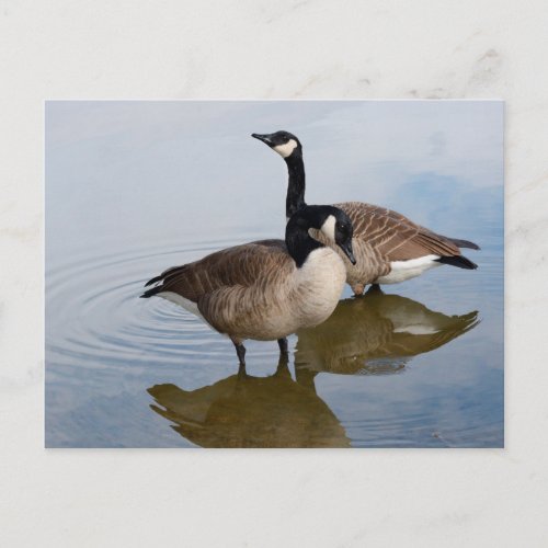 Canada Geese in lake Postcard