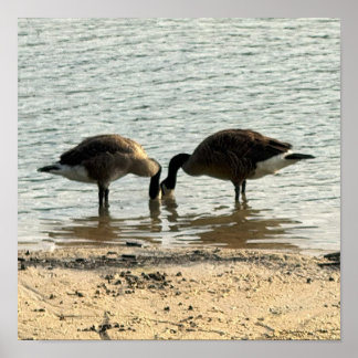 Canada Geese in Lake Poster