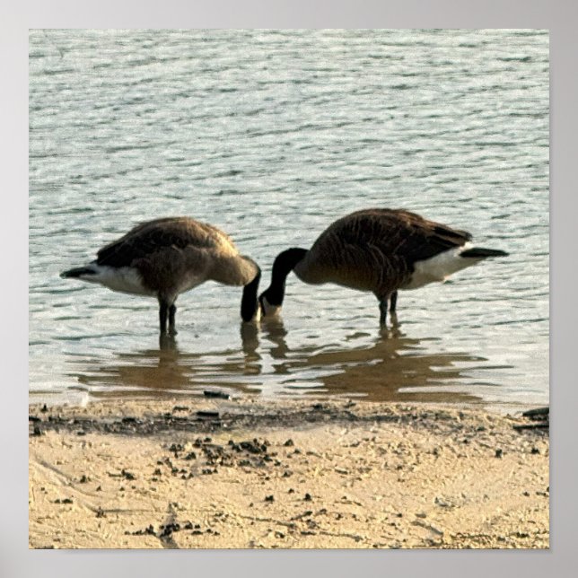 Canada Geese in Lake Poster (Front)