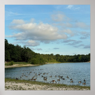 Canada Geese in Lake Poster
