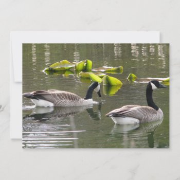 Canada Geese Invitation by northwest_photograph at Zazzle