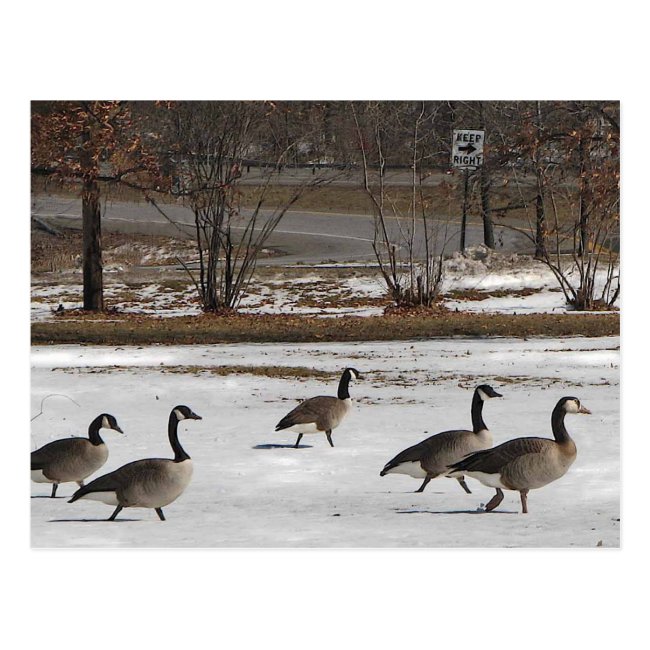 Canada Geese Keep Right