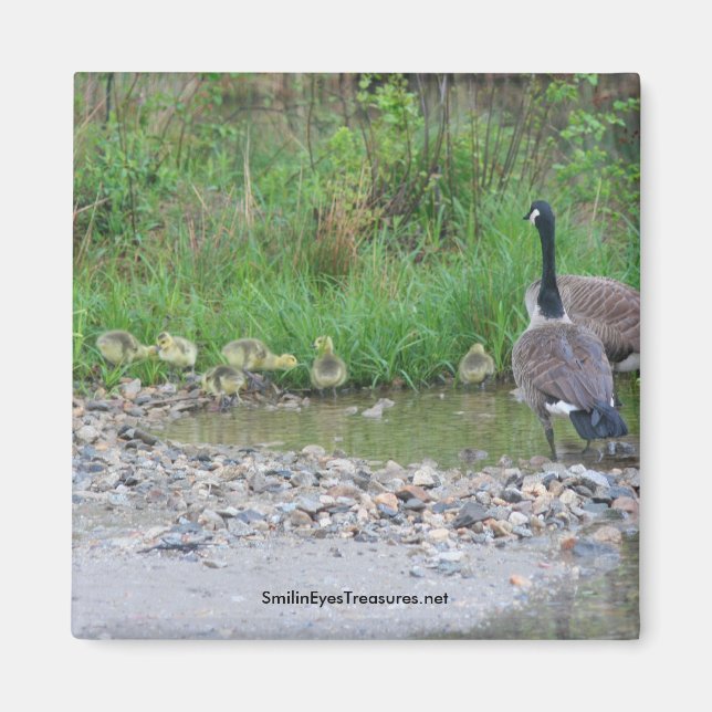 Canada Geese Mom Babies Nature Photo Magnet (Front)