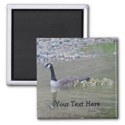 Canada Geese Mom Babies Nature Photo Magnet