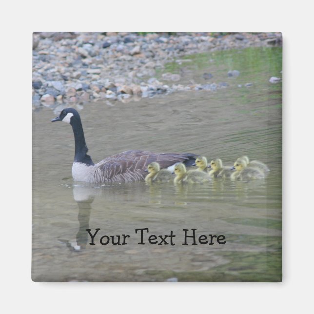 Canada Geese Mom Babies Nature Photo Magnet (Front)