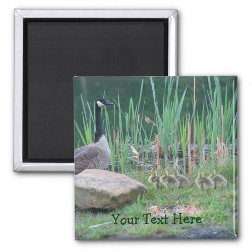 Canada Geese Mom Babies Nature Photo Magnet