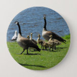 [ Thumbnail: Canada Geese On The Grass by The Water Button ]