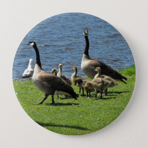 Canada Geese on the Grass by the Water Button