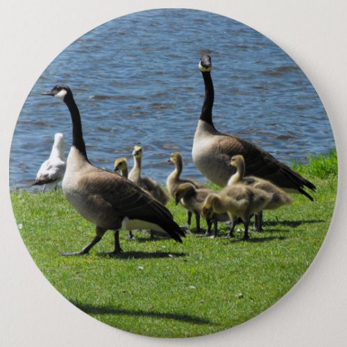 Canada Geese on the Grass by the Water Button