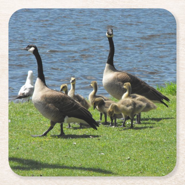 Canada Geese on the Grass by the Water Coasters (Front)