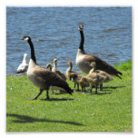 [ Thumbnail: Canada Geese On The Grass by The Water Photo Print ]