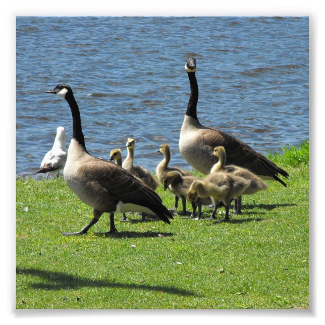 Canada Geese on the Grass by the Water Photo Print (Front)