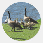 [ Thumbnail: Canada Geese On The Grass by The Water Sticker ]
