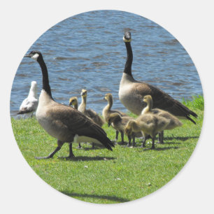 Canada Geese on the Grass by the Water Sticker