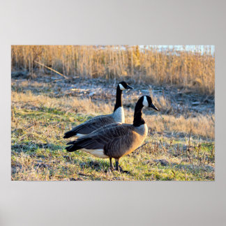 Canada Geese Photo Poster