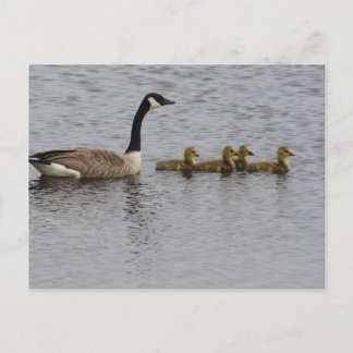 Canada Geese Postcard