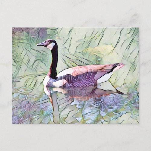 Canada Geese  Postcard