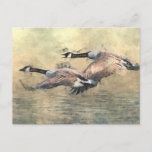 Canada Geese Postcard at Zazzle