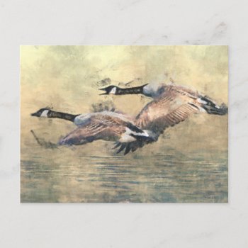 Canada Geese Postcard by redletterdays at Zazzle