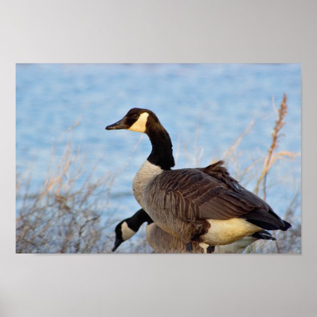 Canada Geese Poster (Front)