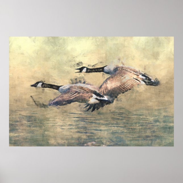 Canada Geese Poster (Front)