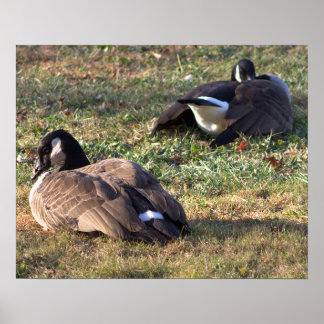 Canada Geese Poster