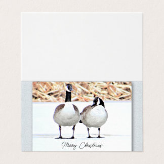 Canada Geese Two - Blank
