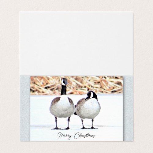 Canada Geese Two _ Blank