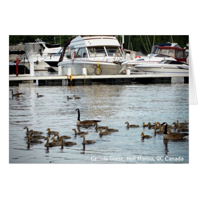 Canada Geese w Babies at Hull Marina QC Canada (Front Horizontal)