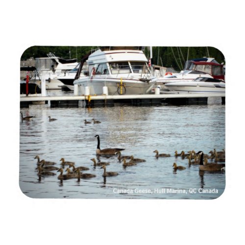 Canada Geese w Babies at Hull Marina QC Canada Magnet