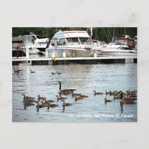 Canada Geese w Babies at Hull Marina QC Canada Postcard