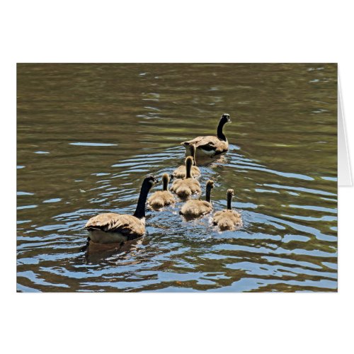 Canada Geese with Goslings