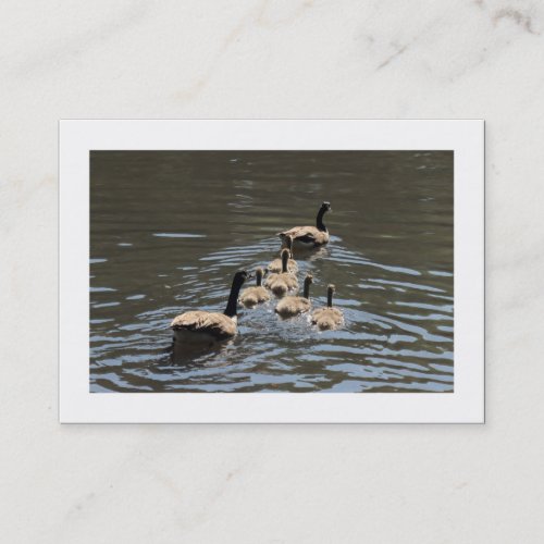 Canada Geese with Goslings Bordered Business Card