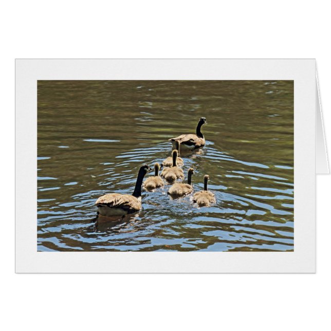 Canada Geese with Goslings (Bordered) Cards (Front Horizontal)