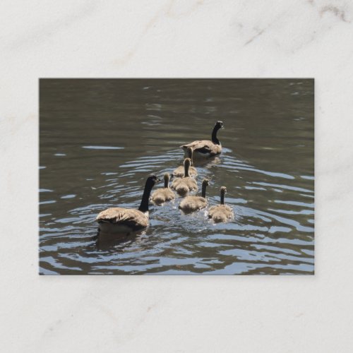 Canada Geese with Goslings Business Card