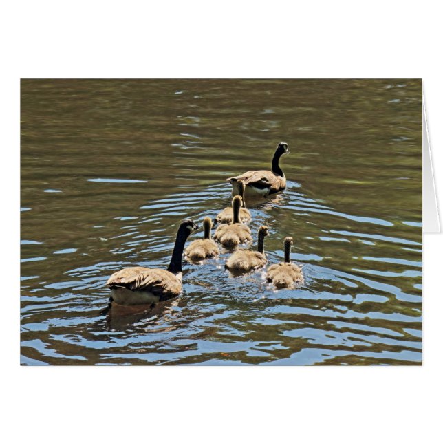 Canada Geese with Goslings Cards (Front Horizontal)