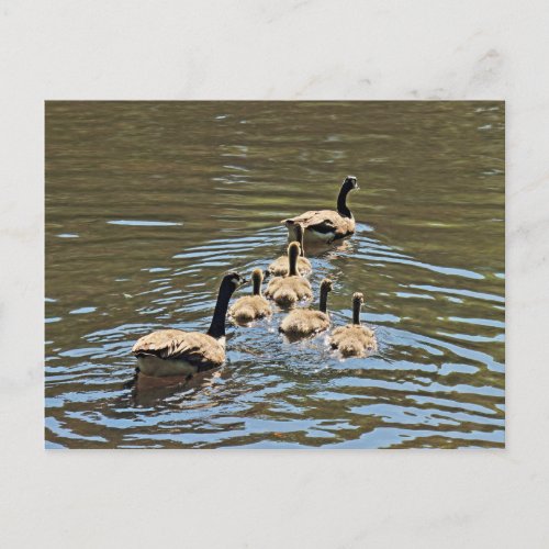 Canada Geese with Goslings Postcard