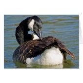 Canada goose (Front Horizontal)