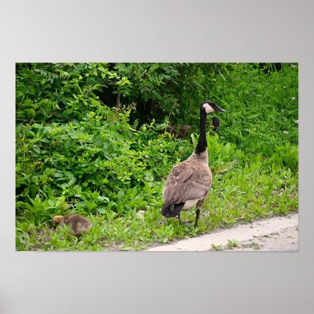 Canada Goose and Gosling Poster (Front)