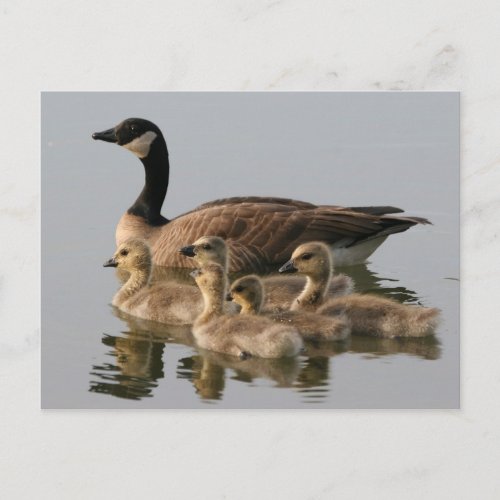 Canada Goose and her brood photo postcard